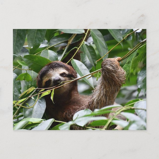 Carte Postale Doux (Devant)
