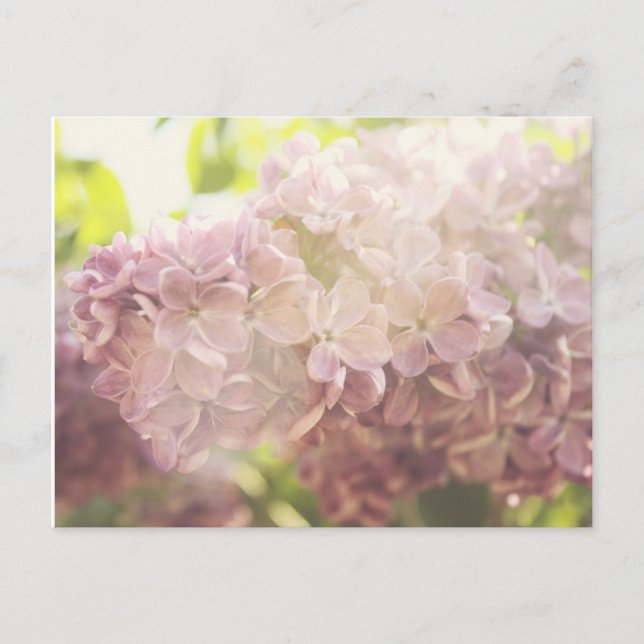 Carte Postale Doux et Violet (Devant)