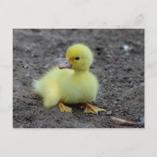 Carte Postale Doux Fluffy Cankling Jaune