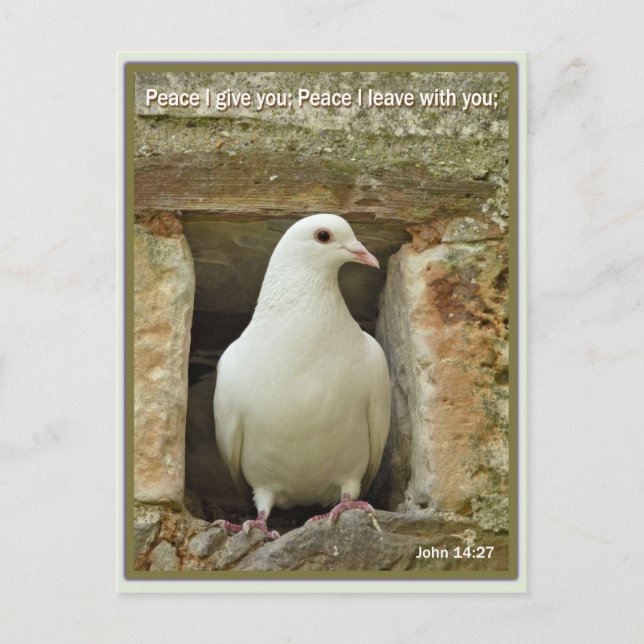 Carte Postale Dove (Devant)