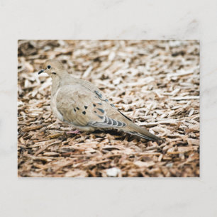 Carte postale Dove 3 en deuil