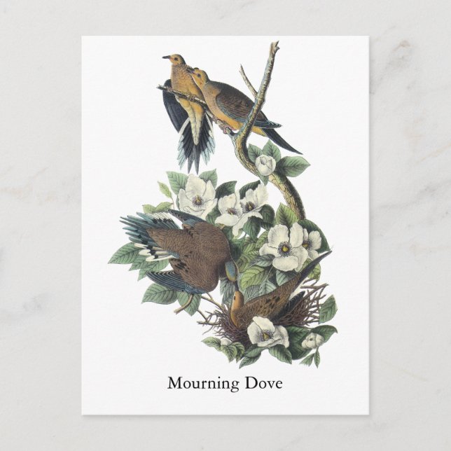 Carte Postale Dove en deuil, John Audubon (Devant)