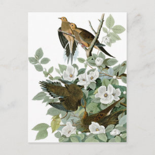 Carte Postale Dove en deuil, John James Audubon Fine