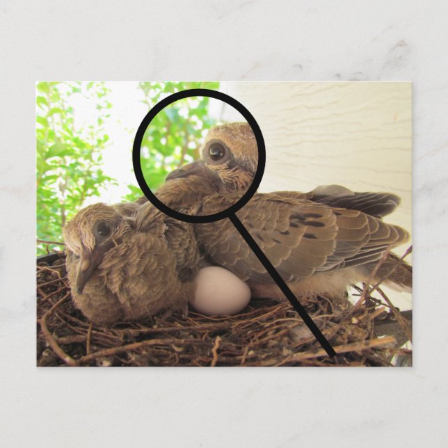 Carte postale - Dove Fledglings in Nest (Devant)