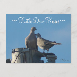 Carte postale Doves Tortues en deuil