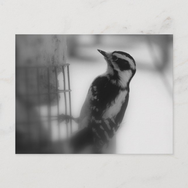 Carte Postale Downy (Devant)
