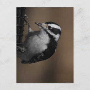 Carte postale Downy Woodpecker