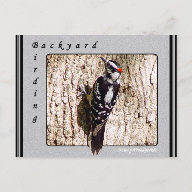 Carte postale Downy Woodpecker (Devant)