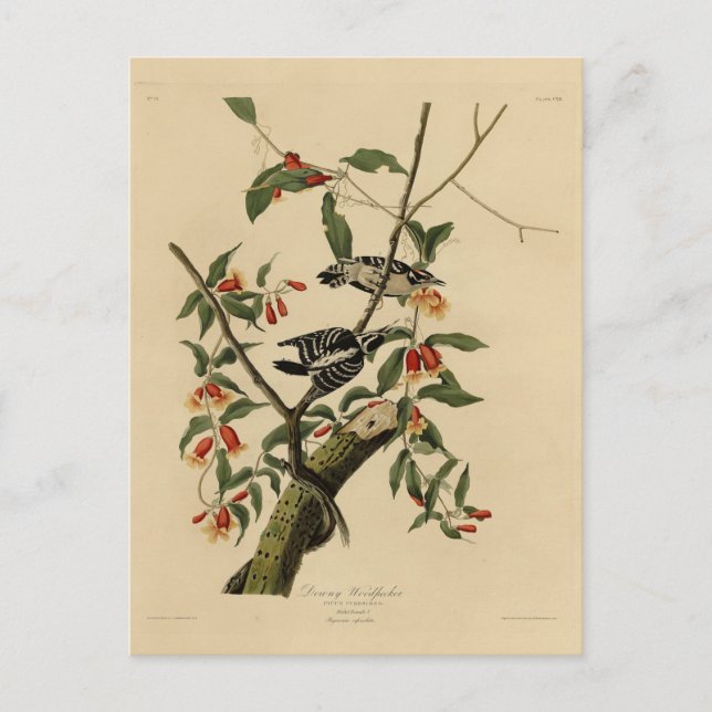 Carte Postale Downy Woodpecker - de Audubon's Birds of America (Devant)