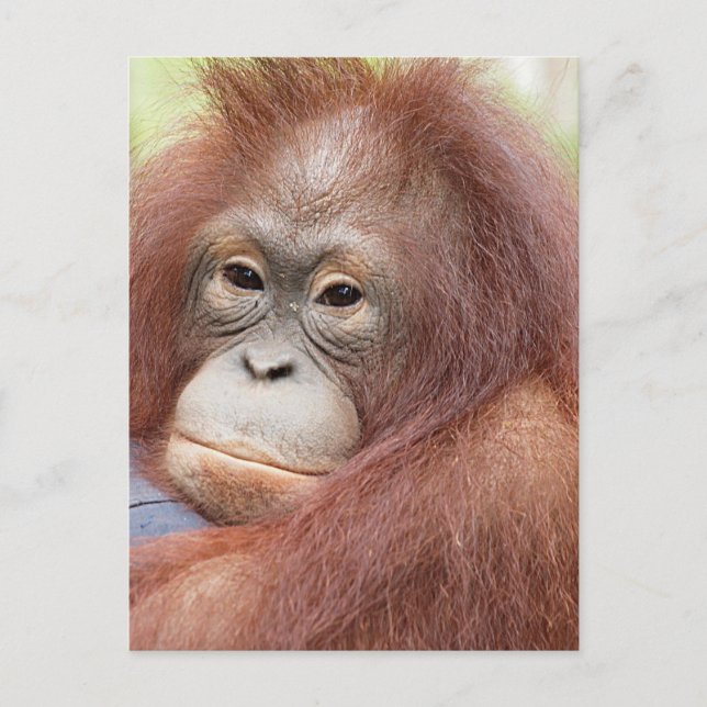 Carte Postale Dr Ann l'Orangutan (Devant)
