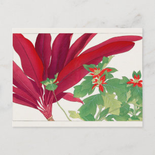 Carte Postale Dracaena, Poinsettia par Tanigami Konan