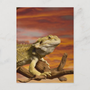 Carte Postale Dragon à épaulettes (Pogona Vitticeps) sur branche