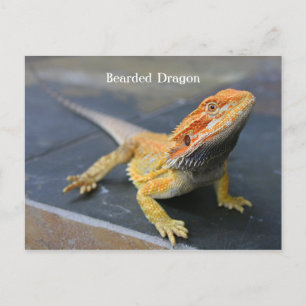 Carte Postale Dragon arc-en-ciel