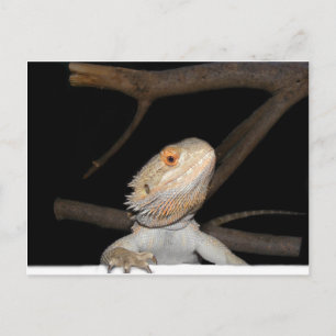 Carte Postale Dragon barbu 2