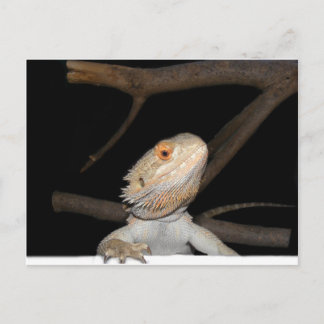 Carte Postale Dragon barbu 2