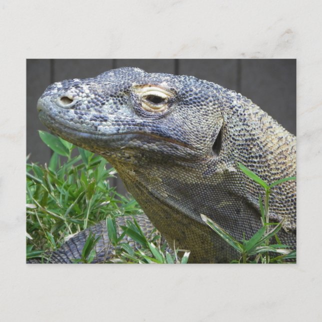 Carte Postale Dragon de Komodo (Devant)