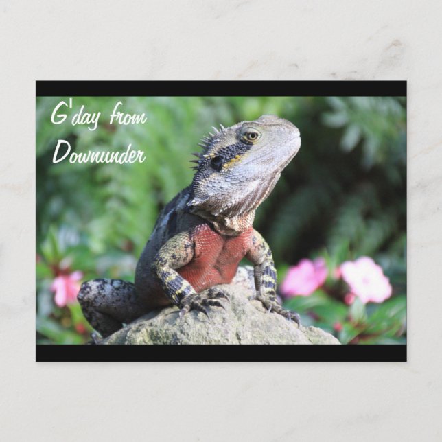 Carte Postale Dragon d'eau australien (Devant)