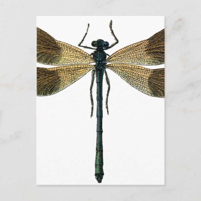 Carte Postale Dragonfly (Devant)