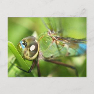 Carte postale Dragonfly