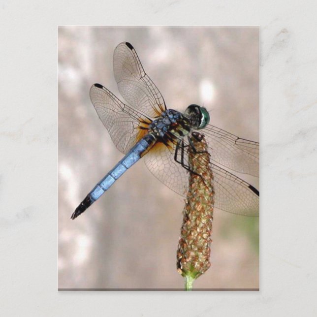 Carte Postale Dragonfly ! (Devant)