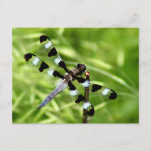 Carte postale Dragonfly