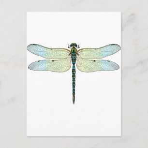 Carte Postale DragonFly