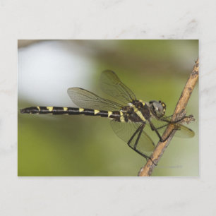 Carte Postale Dragonfly 5