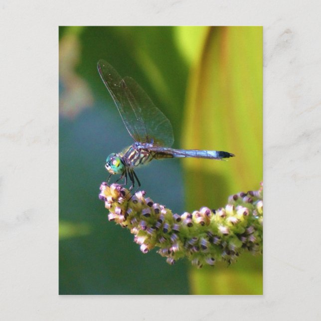 Carte Postale Dragonfly aux yeux turquoises (Devant)