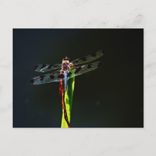 Carte Postale Dragonfly bleu et noir sur gazon vert et rouge (Devant)