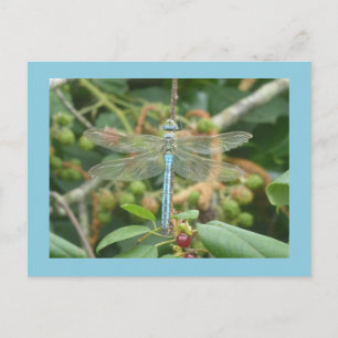 Carte Postale Dragonfly Blue Empereur avec bordure do-it-yoursel