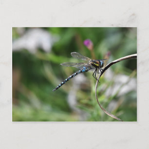Carte Postale Dragonfly de Migrant Hawker