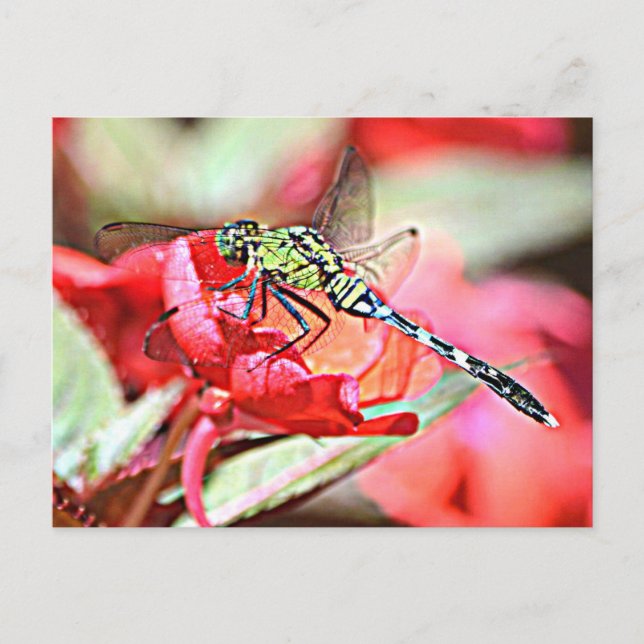 Carte Postale Dragonfly de Washington Green Darner (Devant)