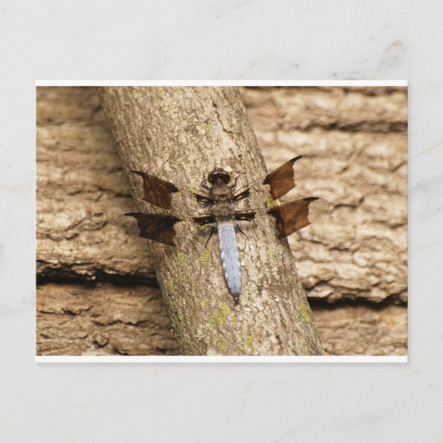 Carte Postale Dragonfly en repos (Devant)