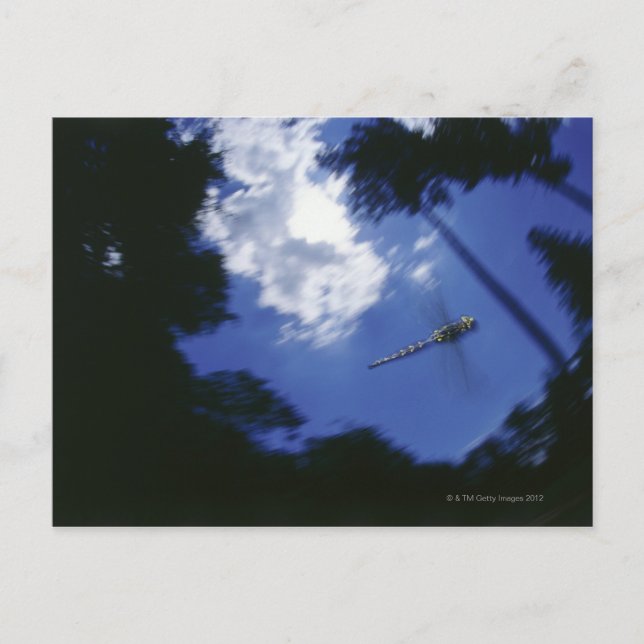 Carte Postale Dragonfly en vol, ailes de battant (Devant)