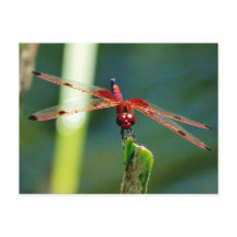 Dragonfly frontale rouge et noire