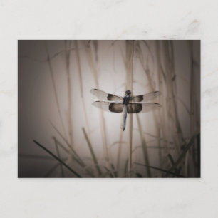 Carte Postale Dragonfly - look Vintage