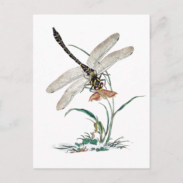 Carte Postale Dragonfly Magic (Devant)