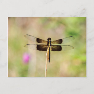 Carte Postale Dragonfly noir et or