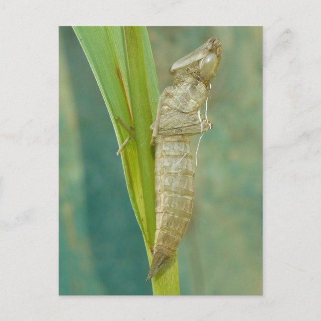 Carte Postale Dragonfly Nymph Shell. (Devant)