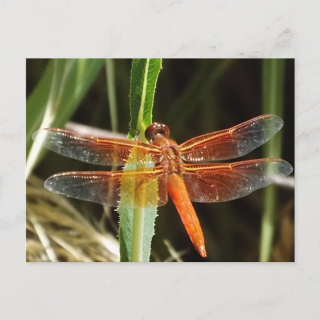 Carte Postale Dragonfly Postcard (Devant)