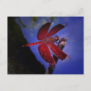 Carte Postale Dragonfly rouge