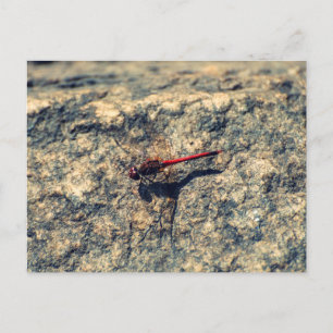 Carte Postale Dragonfly rouge