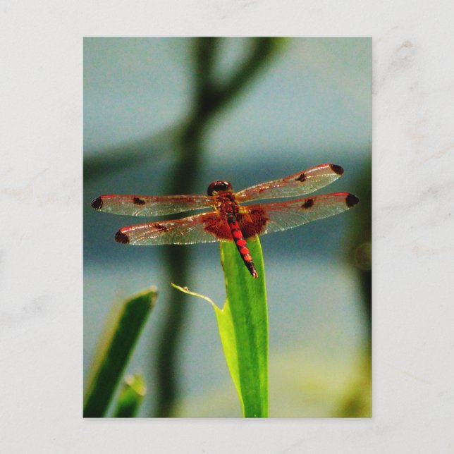 Carte Postale Dragonfly rouge et noire tachetée (Devant)