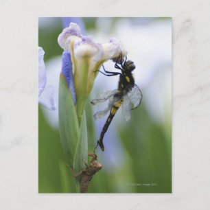Carte Postale Dragonfly sur iris