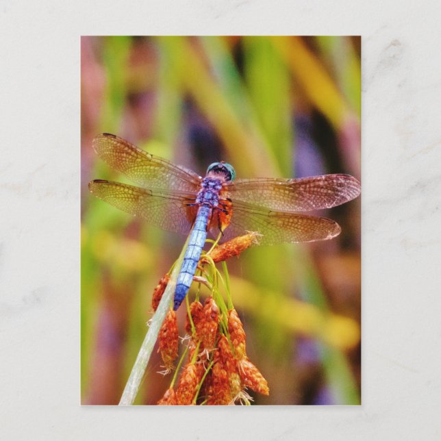 Carte Postale Dragonfly turquoise sur le carex (Devant)
