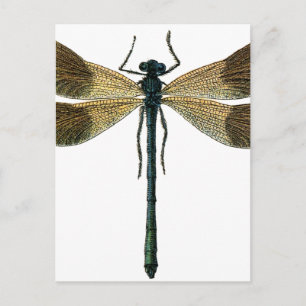 Carte Postale Dragonfly vintage