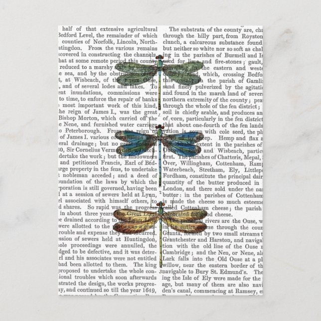 Carte Postale Dragonlies Imprimer 2 (Devant)