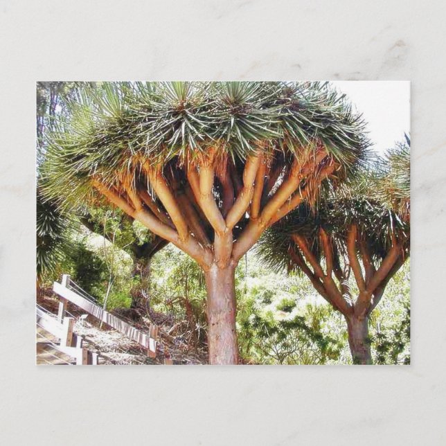 Carte Postale Dragons Sanguins (Devant)