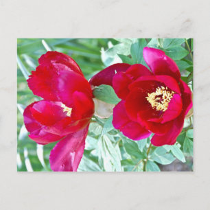 Carte Postale Dragons, tigres et pivoines IV