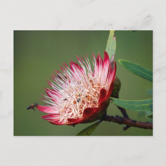 Carte Postale Drakensberg Sugarbush (Protea Dracomontana) (Devant)